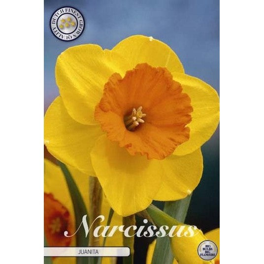 Narcissus Juanita 5-pack